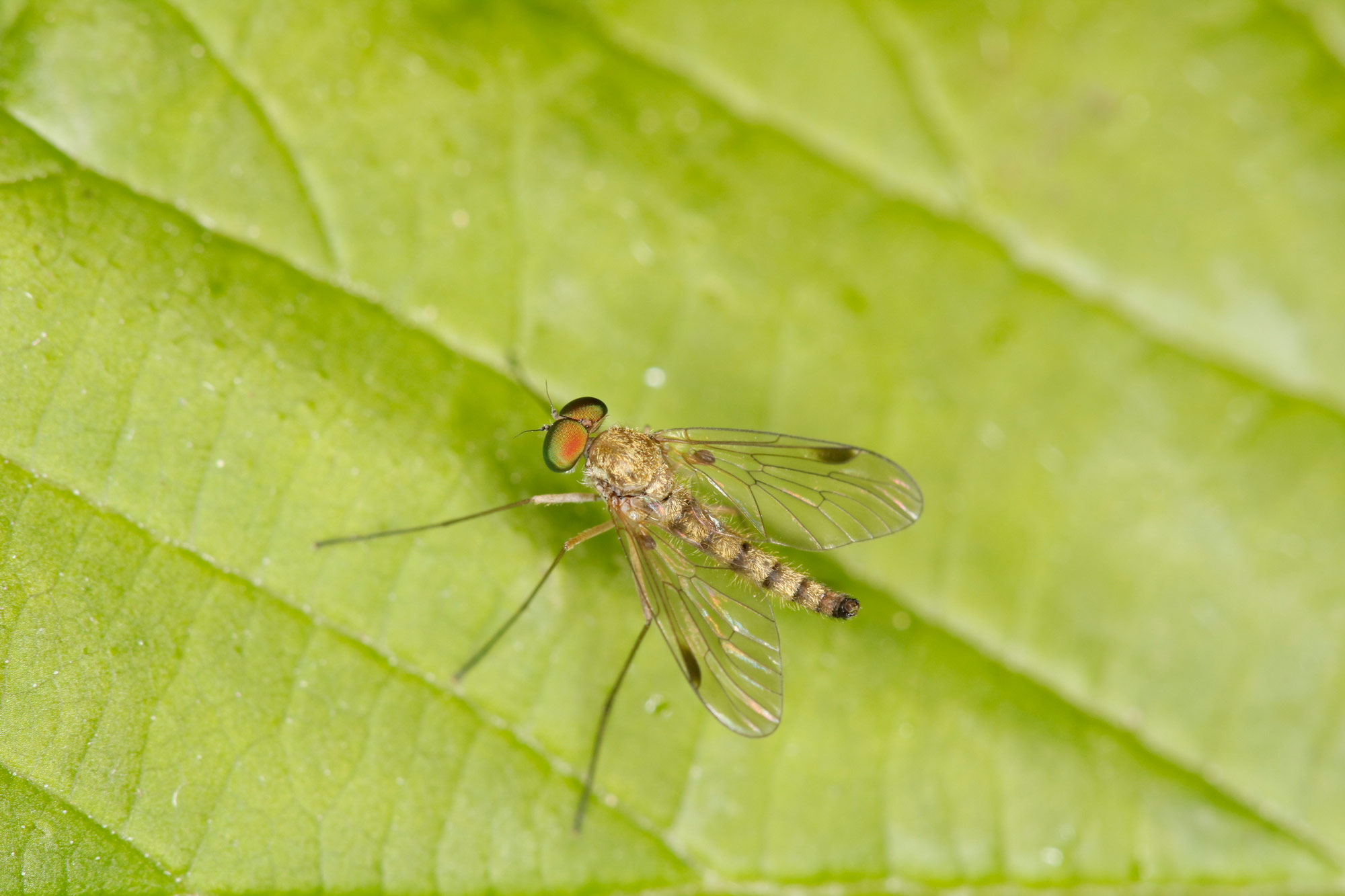 Rhagionidae: Chrysopilus cfr. asiliformis, maschio e femmina